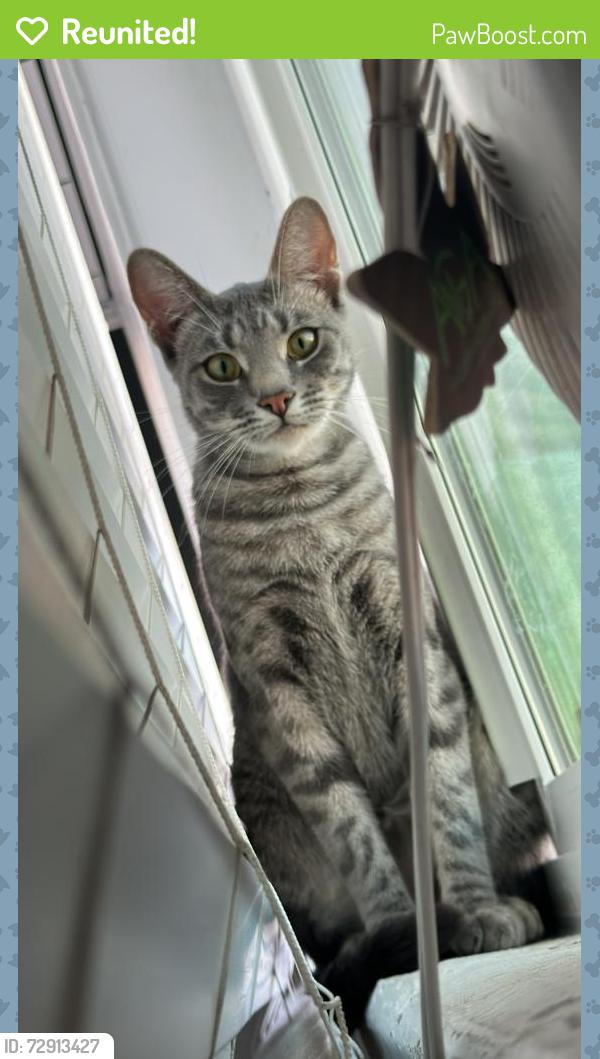 Reunited Female Cat last seen Roosevelt ave and Corona st, Lemon Grove, CA 91945
