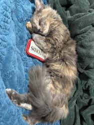 Lost Female Cat last seen harmony way, banning, Banning, CA 92220