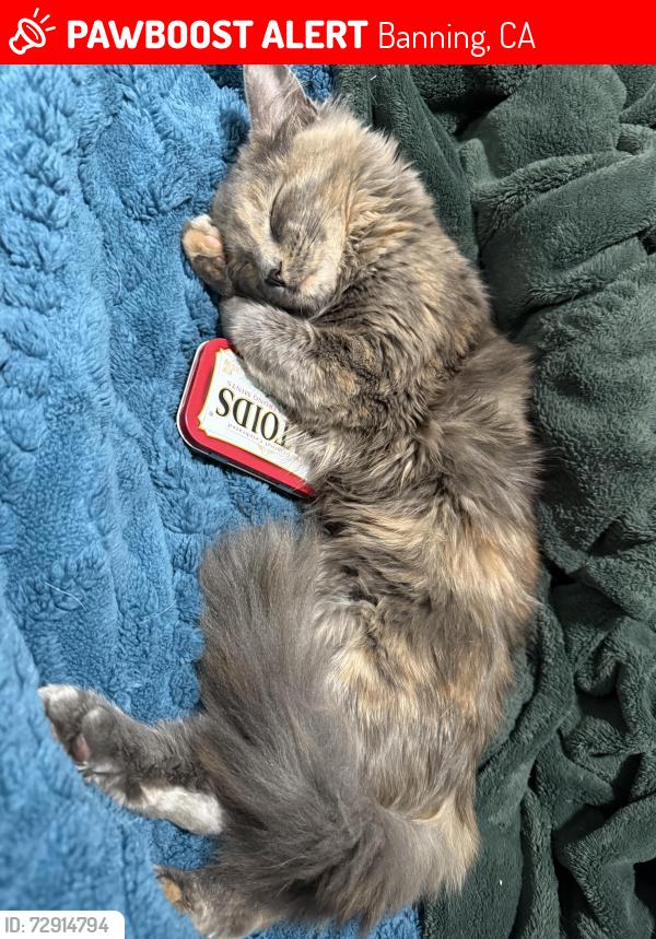 Lost Female Cat last seen harmony way, banning, Banning, CA 92220