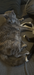 Lost Female Cat last seen Near Freshwater rd , Alamance County, NC 27258
