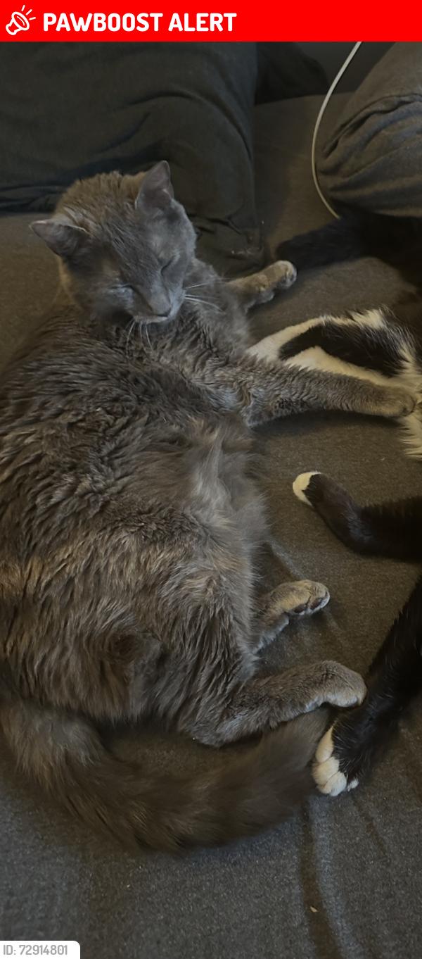 Lost Female Cat last seen Near Freshwater rd , Alamance County, NC 27258