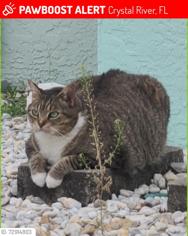 Lost Female Cat last seen Near W Paul Bryant Dr Crystal River FL 34429, Crystal River, FL 34429