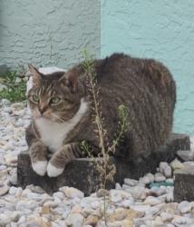 Lost Female Cat last seen Near W Paul Bryant Dr Crystal River FL 34429, Crystal River, FL 34429