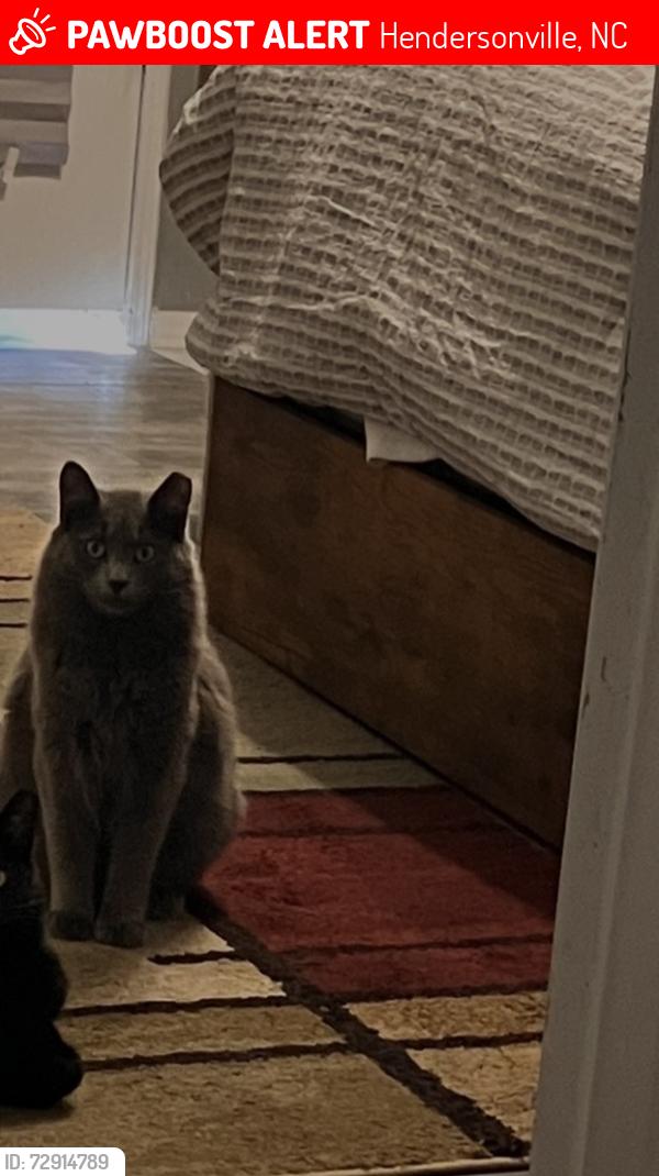Lost Male Cat last seen Near Dana rd , Hendersonville, NC 28792