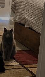 Lost Male Cat last seen Near Dana rd , Hendersonville, NC 28792