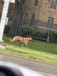 Found/Stray Unknown Dog last seen Walnut St and University Blvd, Indianapolis, IN 46204