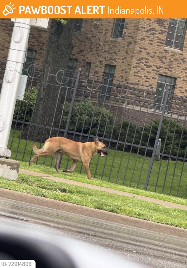 Found/Stray Unknown Dog last seen Walnut St and University Blvd, Indianapolis, IN 46204