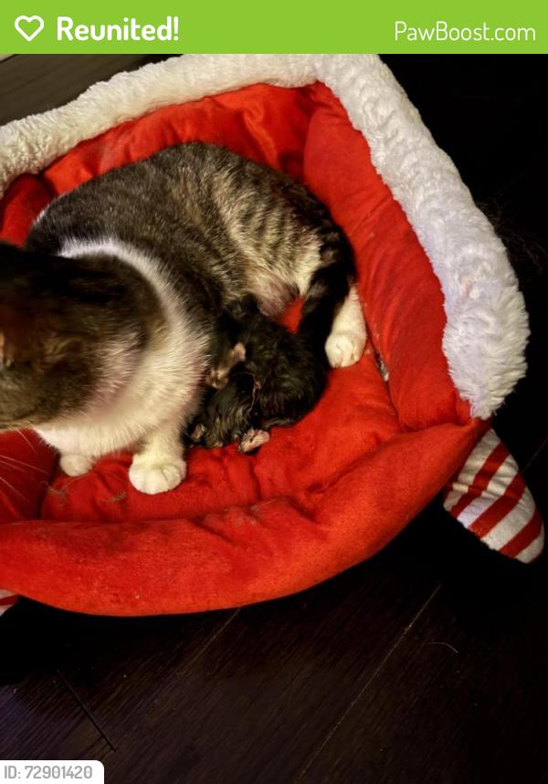 Reunited Female Cat last seen King dundurn, Hamilton, ON L8R 3E8