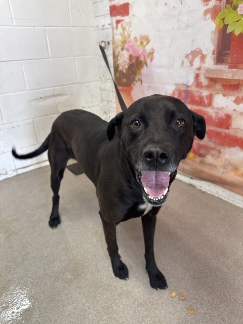 Shelter Stray Female Dog last seen Near BLOCK MANGO AVE, San Bernardino, CA 92401