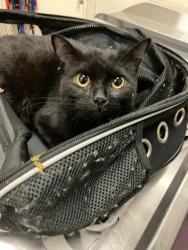 Shelter Stray Female Cat last seen Near BLOCK E SPRING ST, LONG BEACH CA, Long Beach, CA 90815
