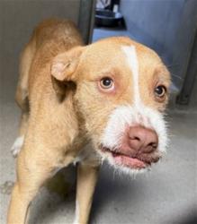 Shelter Stray Male Dog last seen MASSACHUSETTS AND 14TH ST, San Bernardino, CA 92401