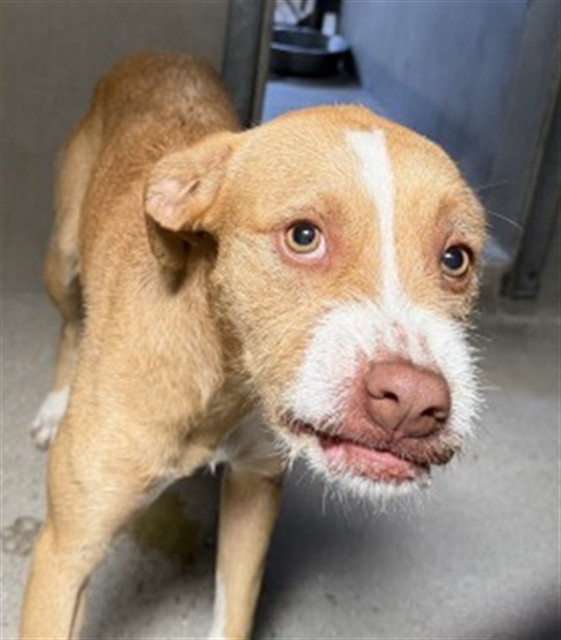 Shelter Stray Male Dog last seen MASSACHUSETTS AND 14TH ST, San Bernardino, CA 92401