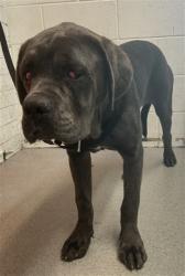 Shelter Stray Female Dog last seen S E ST X W ATHOL ST, San Bernardino, CA 92401
