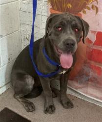 Shelter Stray Female Dog last seen S E ST X W ATHOL ST, San Bernardino, CA 92401