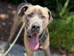 Shelter Stray Male Dog last seen VALENCIA ST, Bonita, CA 91902