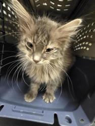 Shelter Stray Female Cat last seen Near BLOCK W 3500 S, WEST VALLEY CITY UT 84120, Salt Lake City, UT 84120