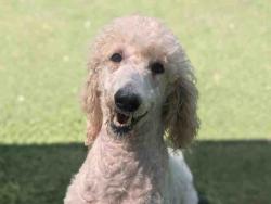 Shelter Stray Male Dog last seen GRAVES, Bonita, CA 91902