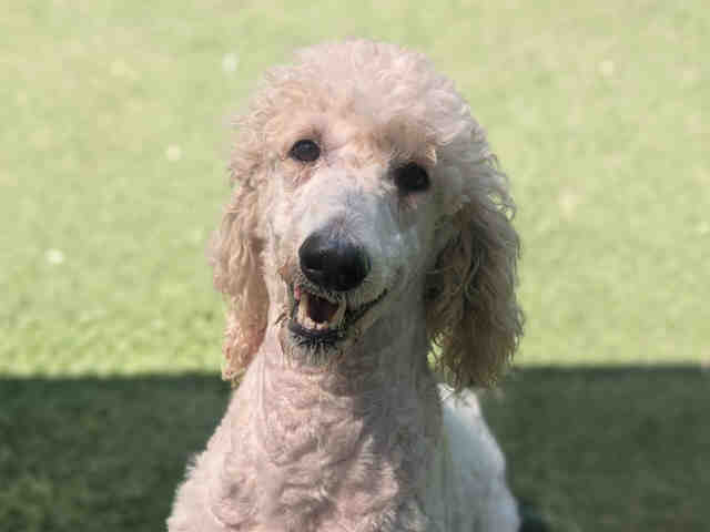 Shelter Stray Male Dog last seen GRAVES, Bonita, CA 91902