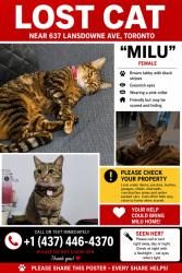 Reunited Female Cat last seen Lansdowne Ave and Bloor St, Toronto, ON M6H 3Y2
