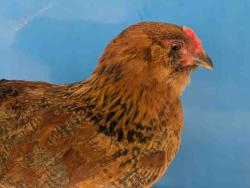Shelter Stray Female Livestock last seen HELIX MESA WAY, Bonita, CA 91902