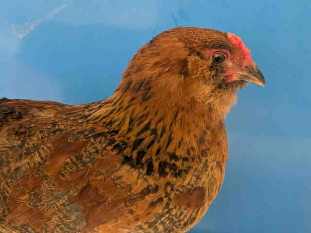 Shelter Stray Female Livestock last seen HELIX MESA WAY, Bonita, CA 91902