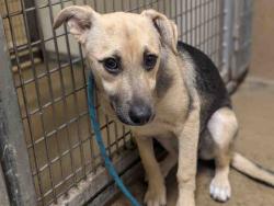 Shelter Stray Female Dog last seen TYLER AND BANCROFT, Bonita, CA 91902