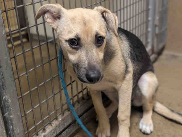 Shelter Stray Female Dog last seen TYLER AND BANCROFT, Bonita, CA 91902