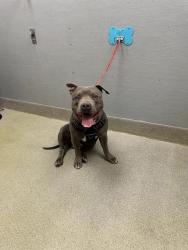 Shelter Stray Male Dog last seen Near BLOCK S EASTERN AVE, LAS VEGAS NV 89119, Las Vegas, NV 89101