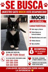 Lost Male Cat last seen Corona, Queens, NY 11368