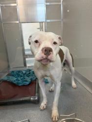 Shelter Stray Female Dog last seen Near , Indianapolis, IN 46221