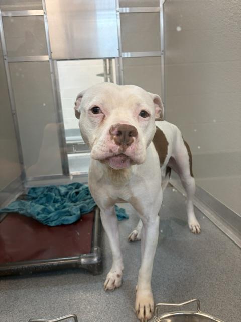 Shelter Stray Female Dog last seen Near , Indianapolis, IN 46221