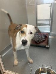 Shelter Stray Female Dog last seen Near , Indianapolis, IN 46221