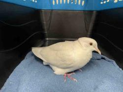 Shelter Stray Unknown Bird last seen LA HAINA, Carlsbad, CA 92011
