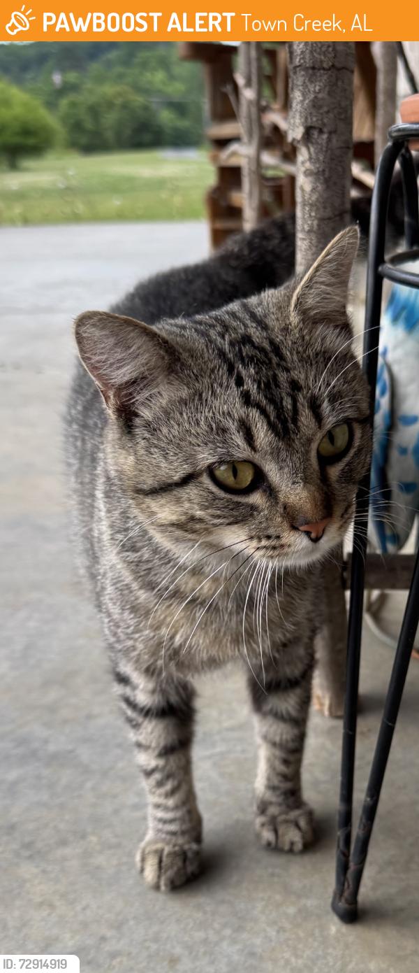 Found/Stray Male Cat last seen Hwy 101, Town Creek, AL 35672