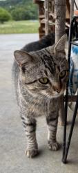 Found/Stray Male Cat last seen Hwy 101, Town Creek, AL 35672