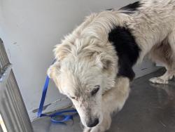 Shelter Stray Male Dog last seen OWNER SURR, Lake Isabella, CA 93240