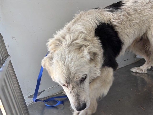Shelter Stray Male Dog last seen OWNER SURR, Lake Isabella, CA 93240