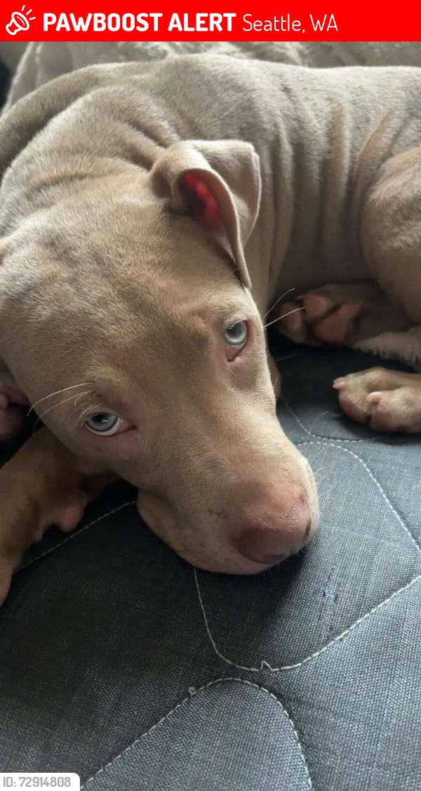 Lost Male Dog last seen Transit center Chinatown , Seattle, WA 98104