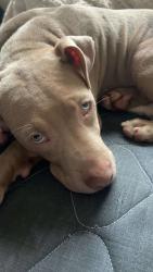Lost Male Dog last seen Transit center Chinatown , Seattle, WA 98104