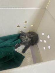 Shelter Stray Female Cat last seen LEVERING WAY & WESTHOLME WAY, Sacramento, CA 95818