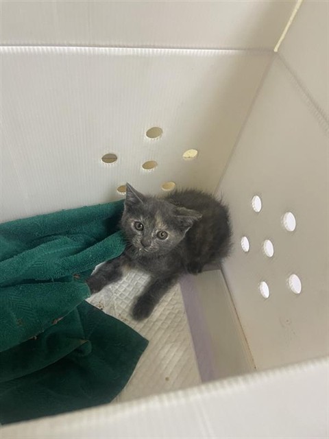 Shelter Stray Female Cat last seen LEVERING WAY & WESTHOLME WAY, Sacramento, CA 95818