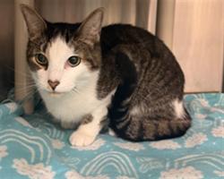 Shelter Stray Male Cat last seen SHEOAH BLVD/WS, Sanford, FL 32773