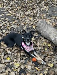 Reunited Female Dog last seen Lancaster and Clayton , Clayton, MO 63105