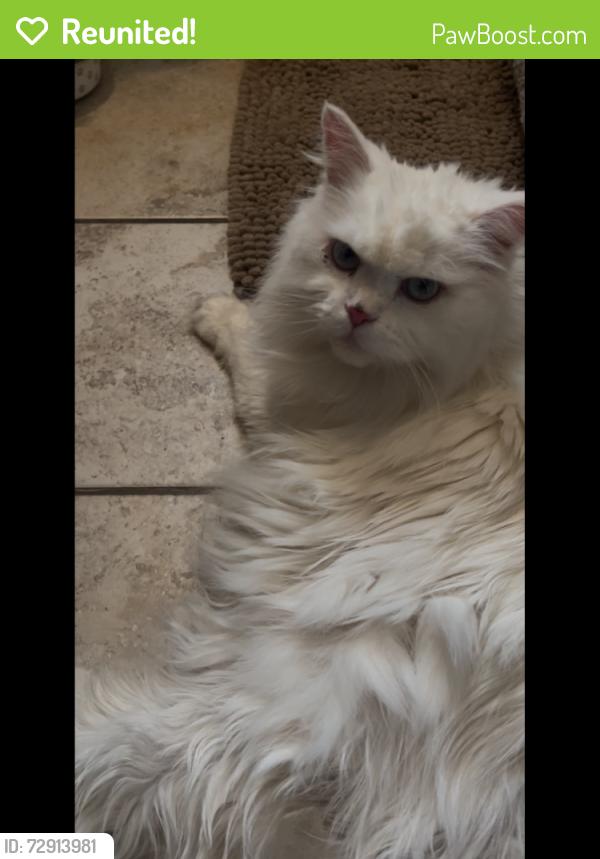 Reunited Unknown Cat last seen Corry road and Brandon street, Philadelphia, PA 19154