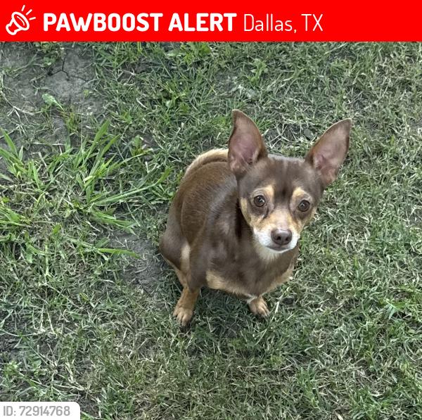Lost Male Dog last seen Meyers , Dallas, TX 75215