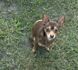 Lost Male Dog last seen Meyers , Dallas, TX 75215