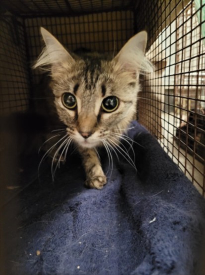 Shelter Stray Female Cat last seen , Los Angeles, CA 91405