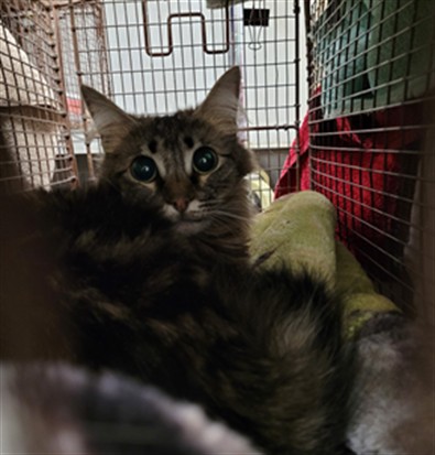 Shelter Stray Male Cat last seen , Los Angeles, CA 91405