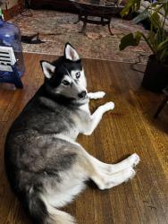 Reunited Female Dog last seen Thurston & Lehigh, Rochester, NY 14619