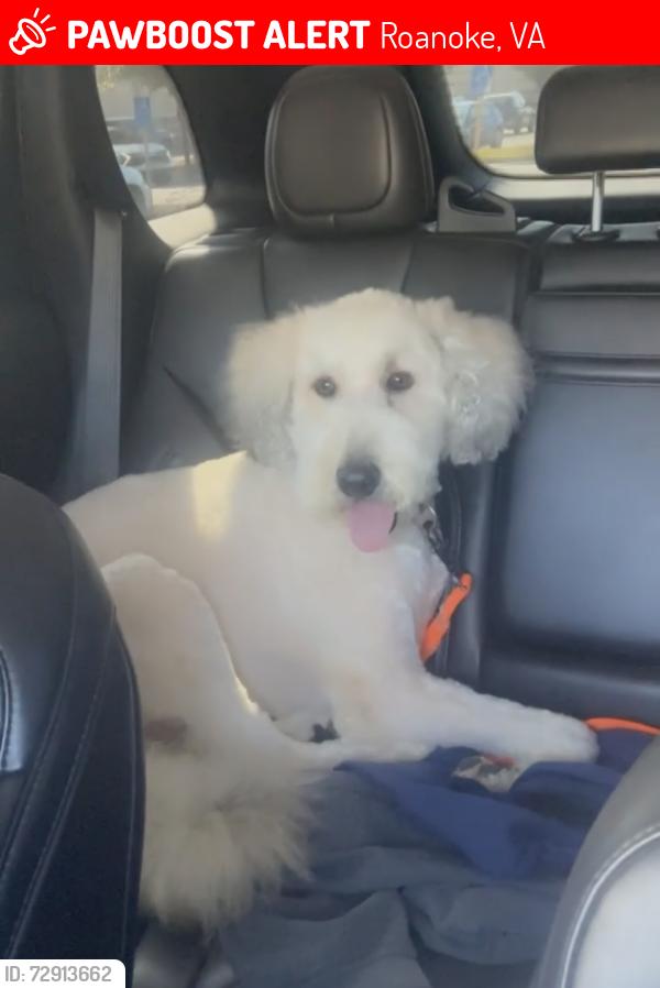 Lost Male Dog last seen Shenandoah , Roanoke, VA 24017